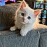 animal, background_blur, blue_eyes, cat, closeup, couch, cozy, curious, cute, domestic_cat, fluffy, furniture, indoor, kitten, lamp, pet, relaxing, soft_light, texture, white_cat