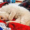 animal, blanket, blue_blanket, cat, comfort, cozy, curled_up, cute, furry, indoor, kitten, paw, pet, red_blanket, relaxed, resting, sleeping, snuggled, soft, white_fur