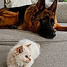 Oaki joined the competition — help win amazing prizes! cat, kitten, dog, german_shepherd, couch, indoor, pet, animal, fur, resting, cute, companions, cozy, curious, alert, relaxed, furniture, home, portrait, domestic