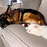 Oaki joined the competition — help win amazing prizes! dog, cat, sleeping, couch, indoor, pet, cozy, relaxation, furniture, canine, feline, domestic_animal, friendship, resting, soft, brown, white, living_room, companion, peaceful