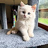 animal, blue_eyes, cat, cat_tree, cozy, curious, cute, domestic, feline, fluffy, indoor, kitten, natural_light, paws, pet, playful, soft_fur, whiskers, window, young