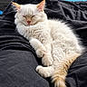 Oaki is registered to the contest to win money with this photo: animal, blanket, cat, comfort, cozy, cute, domestic_cat, feline, fluffy, fur, indoor, lying_down, orange_tail, peaceful, pet, relaxed, resting, sleeping, soft, white_cat