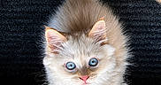 Oaki joined the competition — help win amazing prizes! adorable, animal, blue_eyes, cat, curious, cute, domestic_cat, fluffy, fur, indoors, kitten, looking_up, mammal, paws, pet, portrait, small, whiskers, window, young