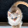 adorable, animal, blue_eyes, cat, curious, cute, domestic_cat, fluffy, fur, indoors, kitten, looking_up, mammal, paws, pet, portrait, small, whiskers, window, young