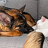 Oaki joined the competition — help win amazing prizes! animal, cat, companionship, couch, cozy, cute, dog, domestic_animals, fluffy, friendship, fur, german_shepherd, gray_couch, indoors, kitten, nap, peaceful, pets, resting, sleeping