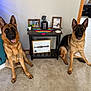 Letti And Quinny joined the competition — help win amazing prizes! alert, animal, carpet, colorful_cloth, decor, dog, fish_tank, frame, friendly, german_shepherd, indoor, living_room, pet, photograph, plant, sitting, table, tongue_out, toy, wooden_furniture