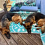 Letti And Quinny joined the competition — help win amazing prizes! animal, canine, cushion, deck, dog, ears, fur, furniture, german_shepherd, home, outdoor, pet, relaxing, resting, rug, summer, sunlight, tail, two_dogs, wooden_floor