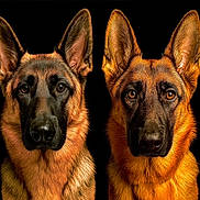 Letti And Quinny joined the competition — help win amazing prizes! alert, animal, black_background, canine, closeup, companion, dog, domestic_animal, ears, expression, eyes, friendship, fur, german_shepherd, headshot, looking_at_camera, muzzle, pet, portrait, two_dogs