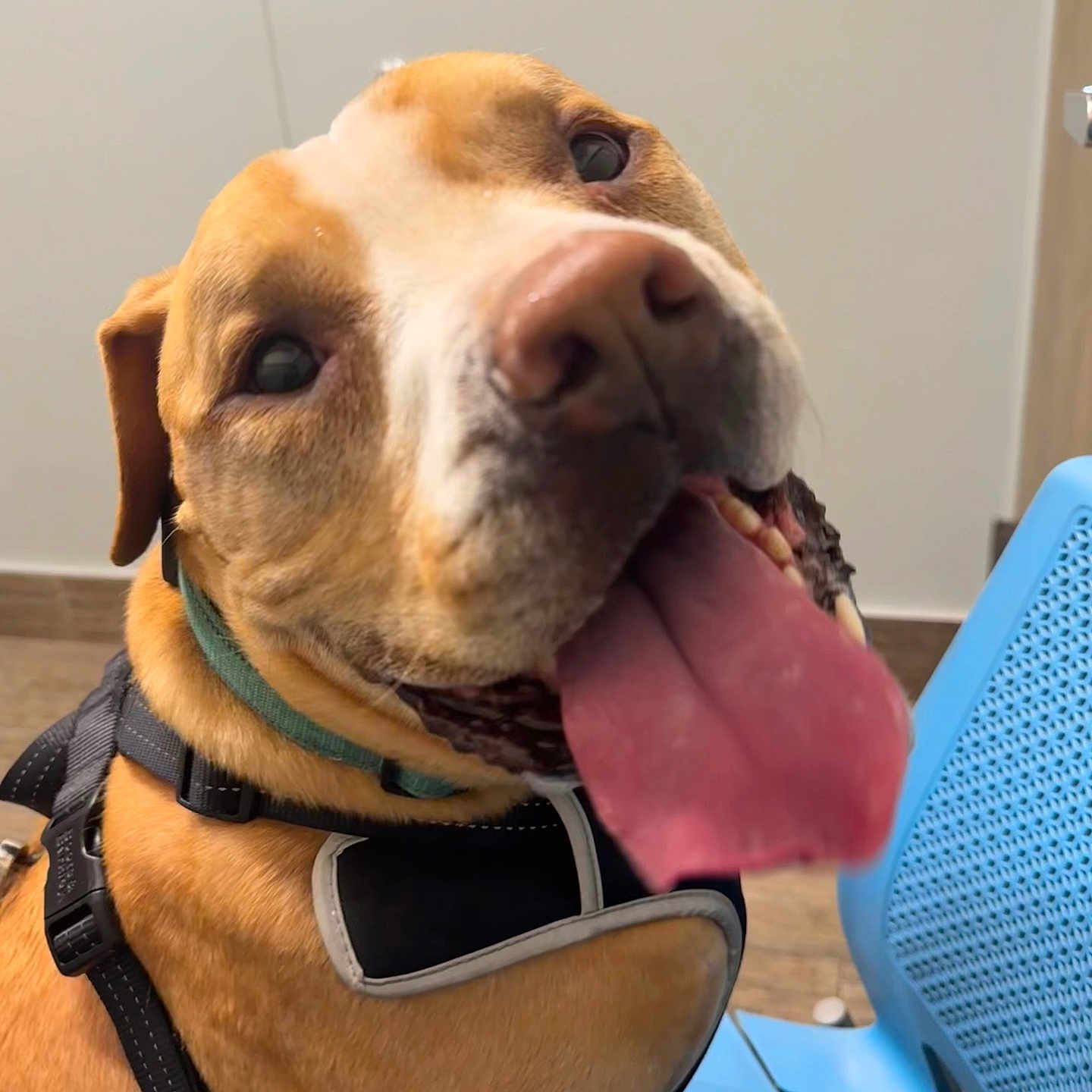 Rusty joined the competition — help win amazing prizes! dog, canine, pet, tan_coat, white_coat, harness, tongue_out, happy, indoor, chair, blue_chair, floor, wooden_floor, wall, closeup, animal, mammal, friendly, companion, sitting
