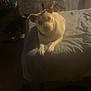 animal, bed, blanket, canine, clutter, collar, cozy, curious, dim_light, dog, furniture, home, indoor, laying, looking, pet, relaxed, resting, room, shadow