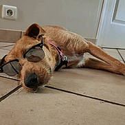 Lina a rejoint le concours — aidez-le/la à gagner de superbes lots ! dog, sunglasses, floor, tile, indoor, brown_dog, pet, relaxed, collar, sleeping, resting, canine, closeup, cool, laid_back, house, domestic, animal, side_view, casual