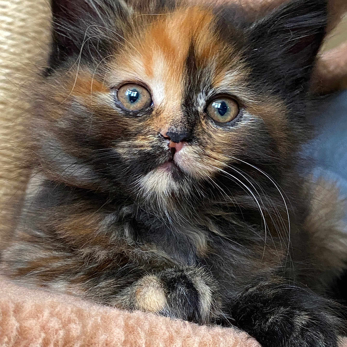 Ayra is registered to the contest to win money with this photo: abyssinian, angora, animal, brasssection, cat, horn, kitten, manx, musicalinstrument, pet, siamese