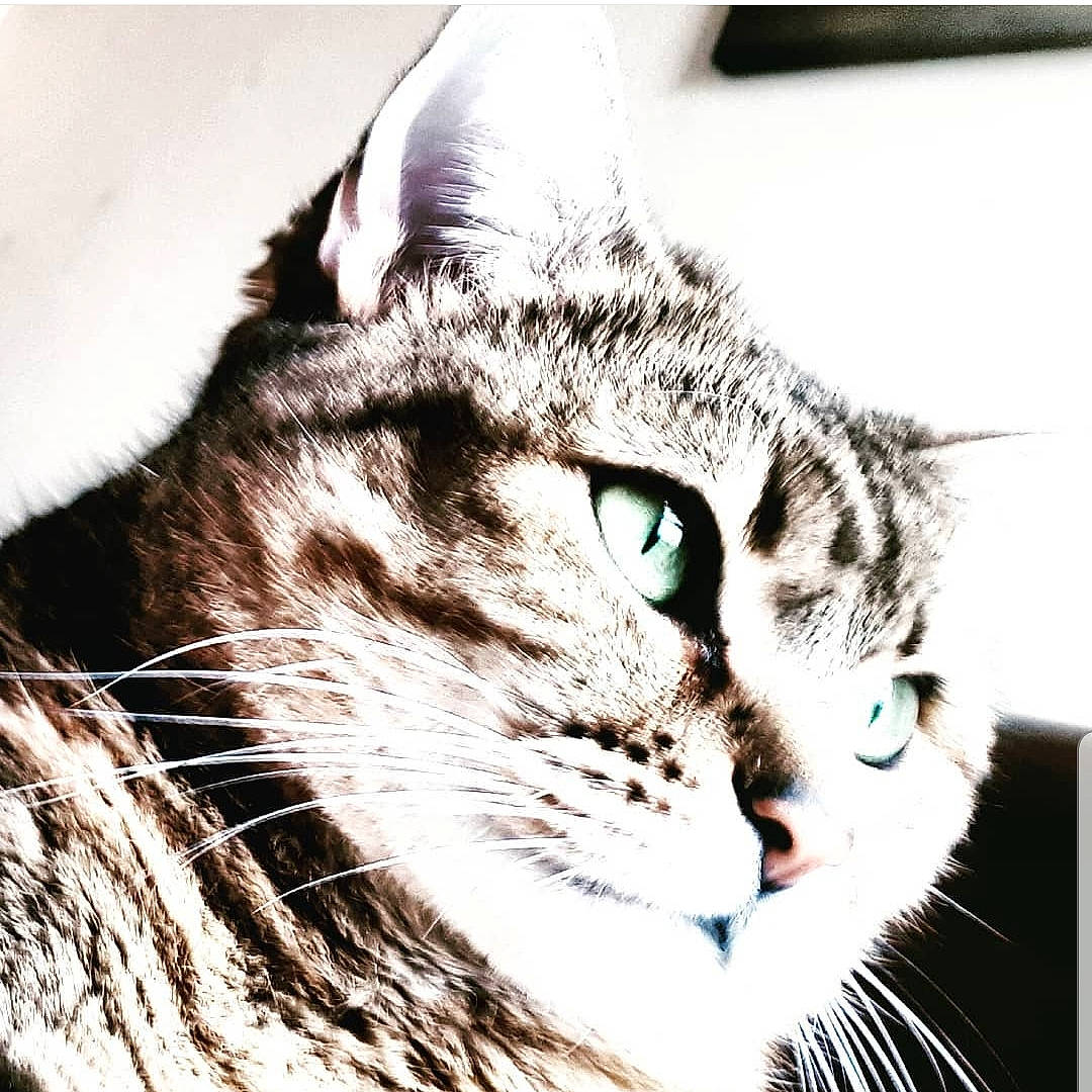 Velcro participe au concours pour gagner de l'argent avec cette photo : carnivore, cat, domestic_short_haired_cat, ear, eye, felidae, fur, grass, head, monochrome, monochrome_photography, paw, rectangle, small_to_medium_sized_cats, snout, stock_photography, terrestrial_animal, whiskers, wildlife, window