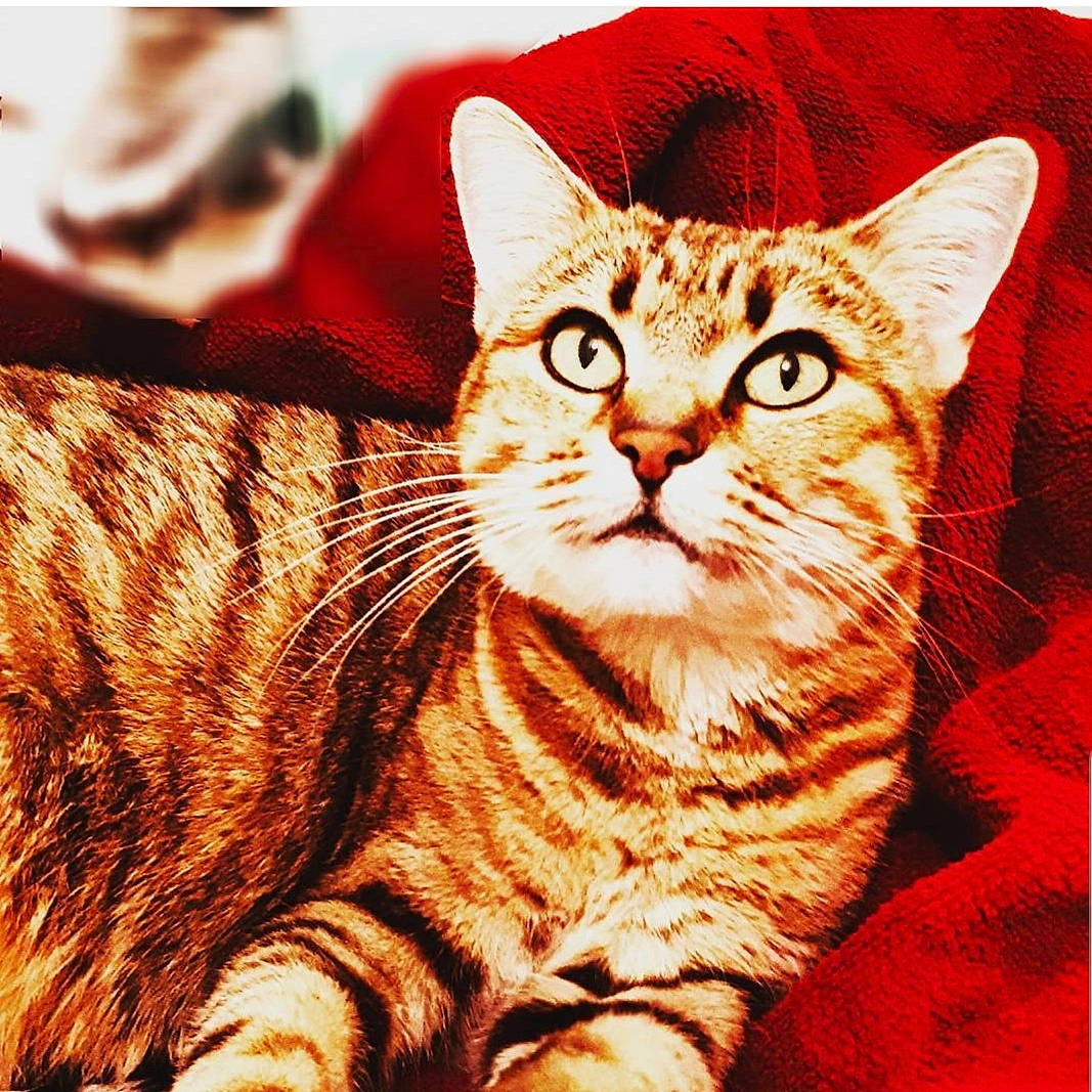 Velcro a rejoint le concours — aidez-le/la à gagner de superbes lots ! art, carnivore, cat, domestic_short_haired_cat, eye, felidae, fur, grass, head, paw, rectangle, sitting, small_to_medium_sized_cats, snout, tail, terrestrial_animal, whiskers, wildlife