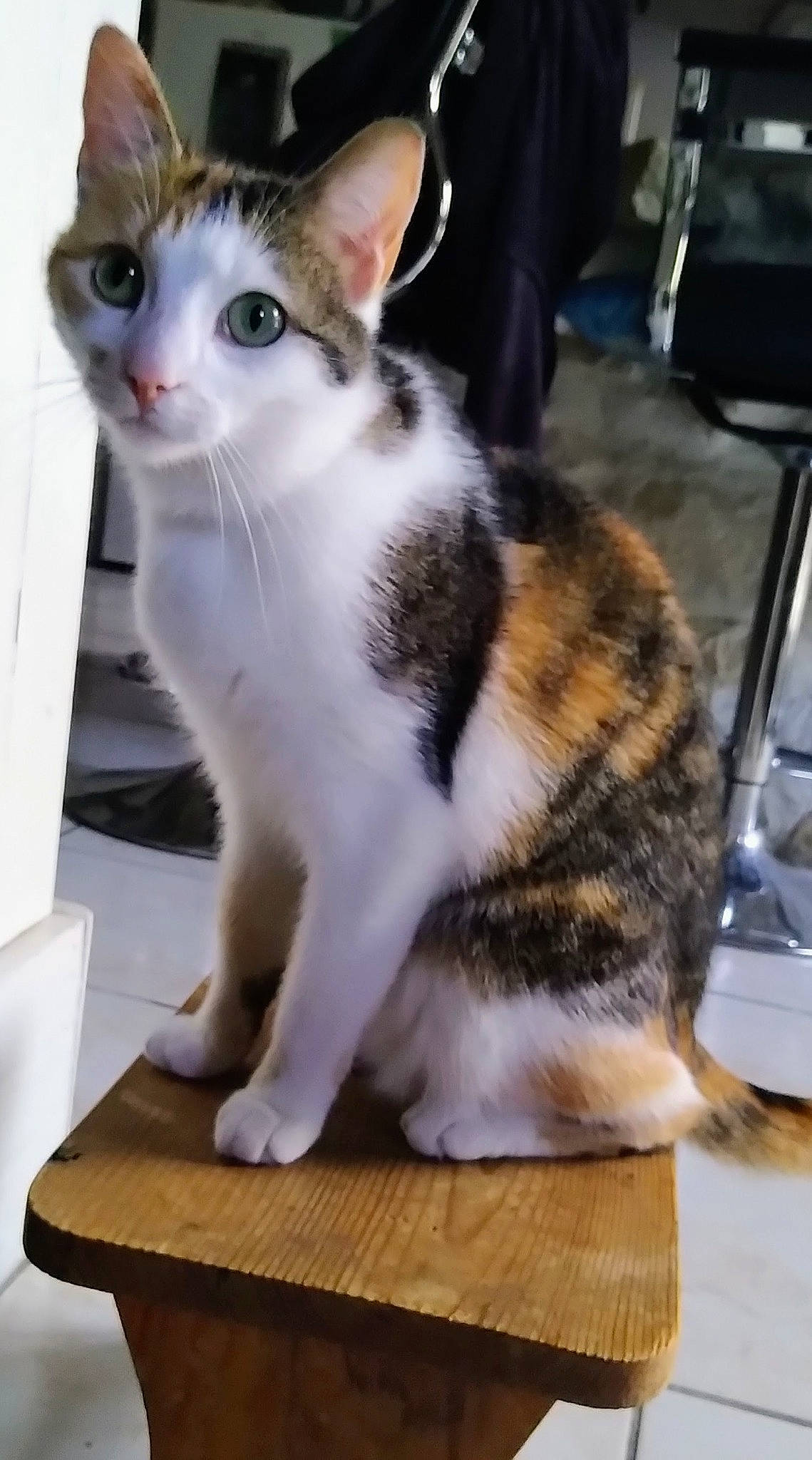 Pastel participe au concours pour gagner de l'argent avec cette photo : carnivore, cat, chair, comfort, domestic_short_haired_cat, eye, felidae, flooring, fur, hardwood, lap, paw, sitting, small_to_medium_sized_cats, snout, table, tail, whiskers