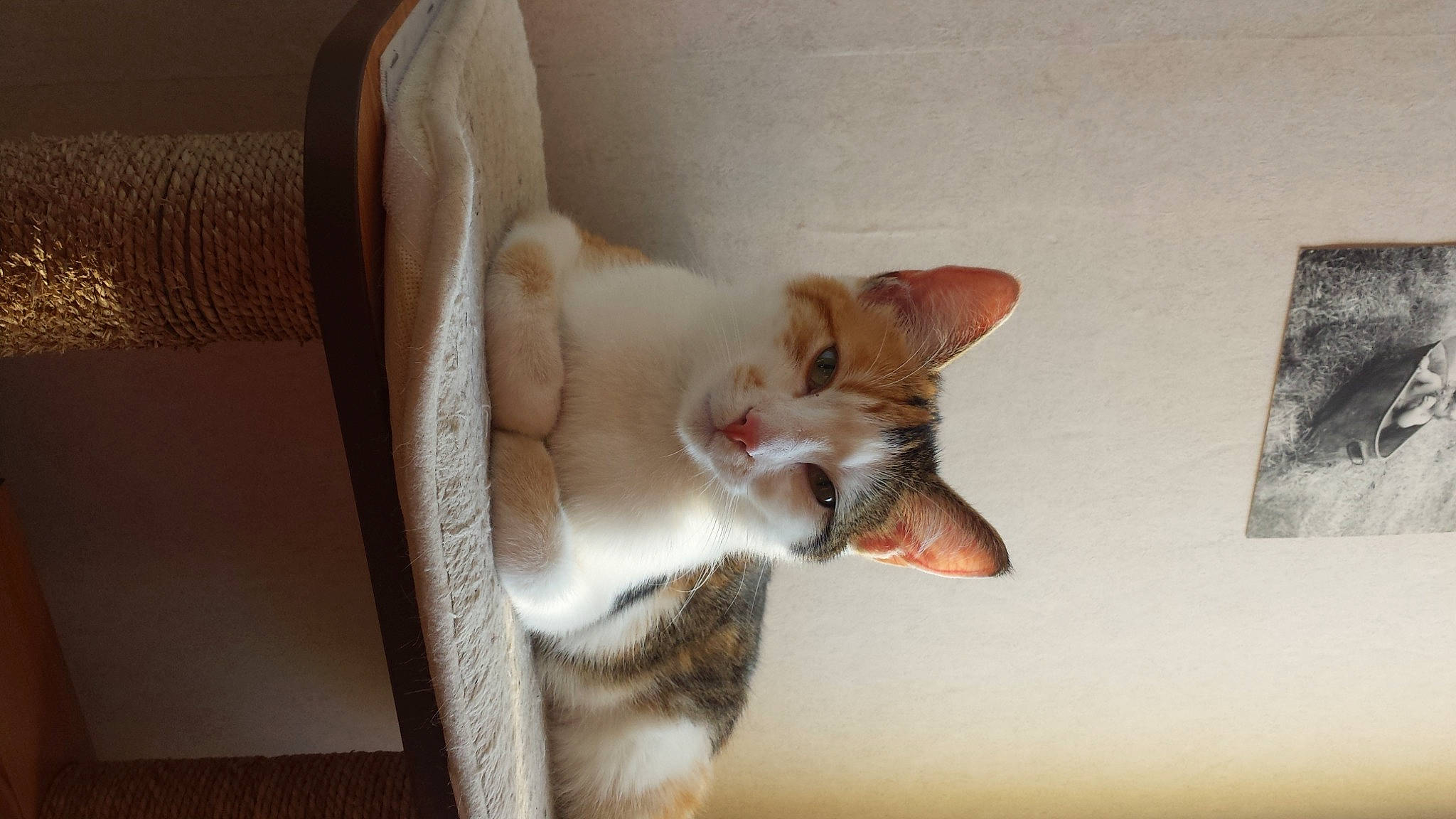 Pastel participe au concours pour gagner de l'argent avec cette photo : canidae, carnivore, cat, cat_supply, comfort, couch, domestic_short_haired_cat, fawn, felidae, fur, hardwood, paw, room, small_to_medium_sized_cats, snout, tail, whiskers, wood