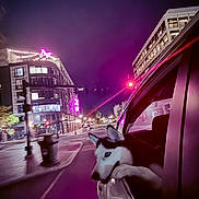 Aspen is registered to the contest to win money with this photo: dog, husky, car, window, night, city, neon_lights, street, urban, animal, pet, road, building, lamp_post, traffic_light, purple, reflection, side_view, canine, adventure