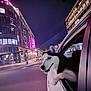 Aspen is registered to the contest to win money with this photo: dog, husky, car, window, night, city, street, neon_lights, urban, buildings, vehicle, pet, animal, portrait, road, sidewalk, light, glow, happy, outdoor