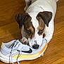 dog, sneaker, nike, wooden_floor, pet, canine, playful, indoor, white, brown, black, paw, shoe, chewing, curious, animal, domestic, cute, mischievous, floor