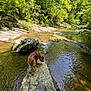 Goose is registered to the contest to win money with this photo: dog, golden_retriever, river, rock, water, leash, nature, trees, greenery, outdoor, sunlight, forest, stream, animal, canine, adventure, exploration, daylight, wildlife, scenic