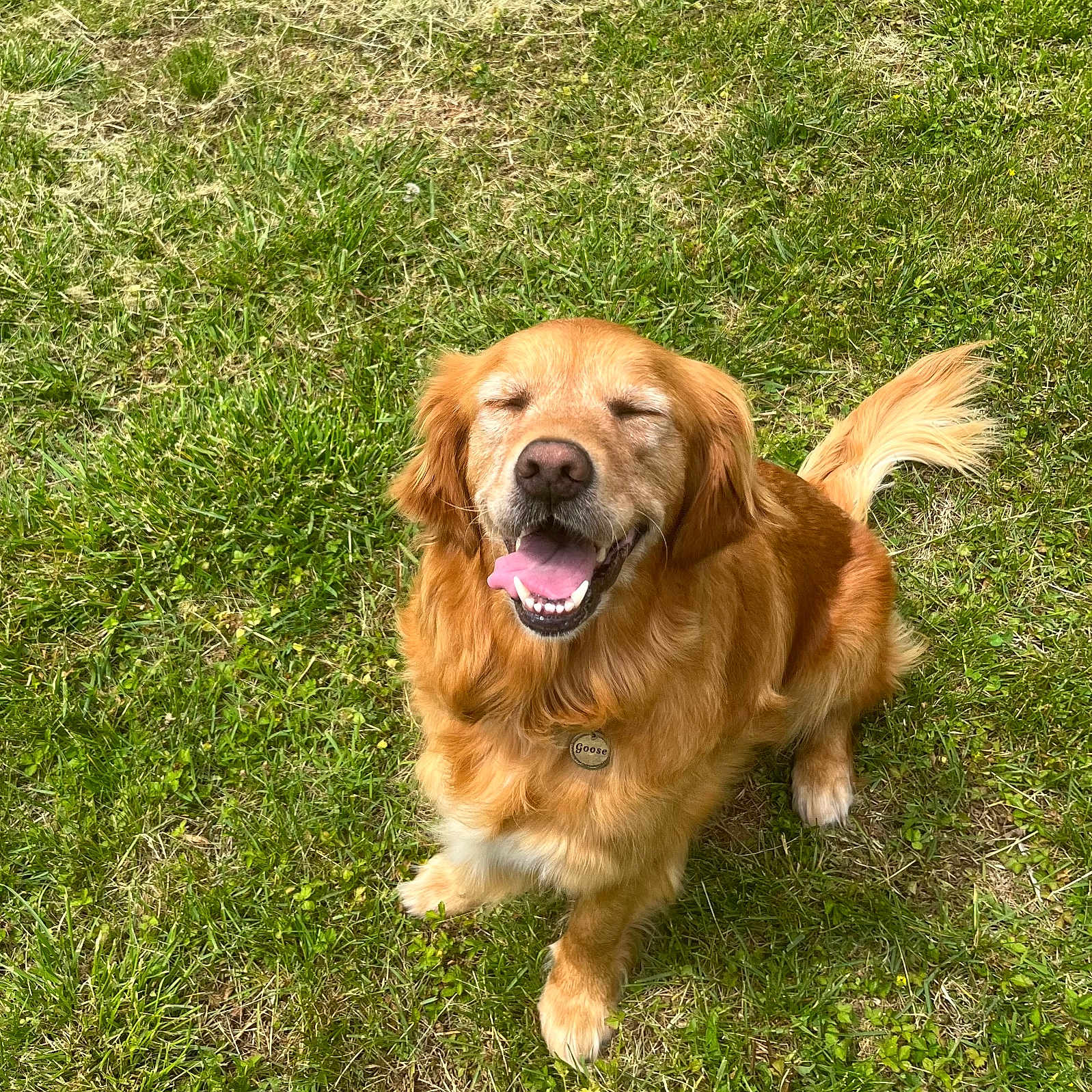 Goose is registered to the contest to win money with this photo: animal, canine, collar, cute, dog, friendly, fur, golden_retriever, grass, happy, mammal, nature, outdoor, pet, playful, sitting, smiling, sunlight, tag, tongue_out