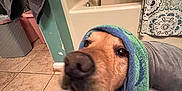 Goose is registered to the contest to win money with this photo: dog, golden_retriever, towel, bathroom, tile_floor, shower, bathtub, blanket, pet, indoor, canine, fur, face, snout, animal, domestic_animal, head_covering, looking_up, relaxed, home