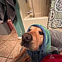 dog, golden_retriever, towel, bathroom, tile_floor, shower, bathtub, blanket, pet, indoor, canine, fur, face, snout, animal, domestic_animal, head_covering, looking_up, relaxed, home