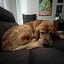 Goose joined the competition — help win amazing prizes! dog, golden_retriever, couch, indoor, sleeping, pet, living_room, poster, wall_art, pillow, furniture, relaxing, canine, brown_fur, cozy, home, window_blinds, resting, animal, domestic