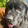 dog, black_dog, close_up, tongue_out, fluffy_coat, pet, animal, indoors, sunlight, plants, face, canine, muzzle, fur, brown_eyes, portrait, companion, cute, friendly, domestic_animal