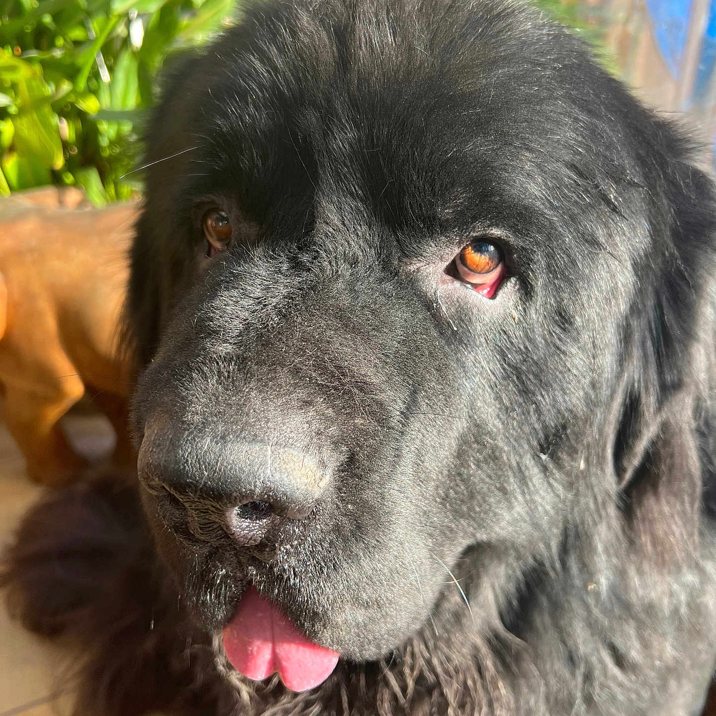 Tanguy participe au concours pour gagner de l'argent avec cette photo : dog, black_dog, close_up, tongue_out, fluffy_coat, pet, animal, indoors, sunlight, plants, face, canine, muzzle, fur, brown_eyes, portrait, companion, cute, friendly, domestic_animal