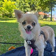 Isadora a rejoint le concours — aidez-le/la à gagner de superbes lots ! blanket, chihuahua, cute, dog, fluffy, grass, happy, harness, outdoor, park, pet, pink_toy, portrait, small_dog, smiling, standing, sunlight, tongue_out, trees, white_fur