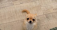 Isadora participe au concours pour gagner de l'argent avec cette photo : black_nose, blanket, brown_eyes, chihuahua, cozy, cream_colored, curled_tail, cute, dog, fluffy, home, indoor, long_hair, looking_at_camera, pet, portrait, puppy, sitting, small_dog, wooden_floor