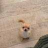 black_nose, blanket, brown_eyes, chihuahua, cozy, cream_colored, curled_tail, cute, dog, fluffy, home, indoor, long_hair, looking_at_camera, pet, portrait, puppy, sitting, small_dog, wooden_floor