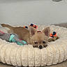 Isadora participe au concours pour gagner de l'argent avec cette photo : bed, brown_fur, chihuahua, cream_color, dark_eyes, dog, dog_toys, floor, home, indoor, lying_down, pet, plush_bed, pointed_ears, portrait, relaxed, sleeping, small_dog, tan_fur, wall
