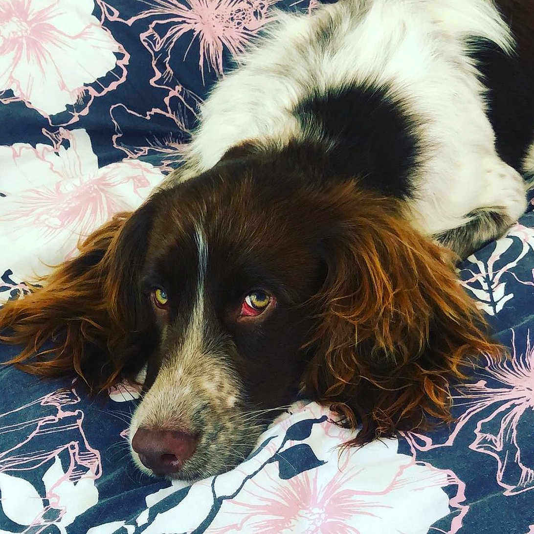 Choko