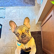Gotti is registered to the contest to win money with this photo: animal, bath_mat, bathroom, brown, cabinet, collar, curious, cute, dog, ears_up, french_bulldog, indoor, looking_up, paw, pet, puppy, slippers, tan, tile, tile_floor