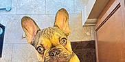 Gotti is registered to the contest to win money with this photo: animal, bath_mat, bathroom, brown, cabinet, collar, curious, cute, dog, ears_up, french_bulldog, indoor, looking_up, paw, pet, puppy, slippers, tan, tile, tile_floor