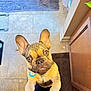 animal, bath_mat, bathroom, brown, cabinet, collar, curious, cute, dog, ears_up, french_bulldog, indoor, looking_up, paw, pet, puppy, slippers, tan, tile, tile_floor