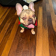 Gotti joined the competition — help win amazing prizes! animal, brown_floor, canine, companion, cute, dog, domestic, ears, festive, french_bulldog, friendly, happy, house, indoor, pet, playful, small_dog, sweater, tongue_out, wooden_floor