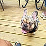 Gotti joined the competition — help win amazing prizes! animal, closeup, companion, dog, ears, feet, french_bulldog, happy, leash, looking_up, nails, outdoor, pet, pet_accessory, playful, puppy, sandals, summer, tongue_out, wooden_deck