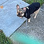 Gotti is registered to the contest to win money with this photo: animal, canine, casual, concrete, curious, daytime, dog, ears, french_bulldog, grass, greenery, hoodie, leash, outdoor, pavement, pet, sidewalk, small_dog, snout, walking
