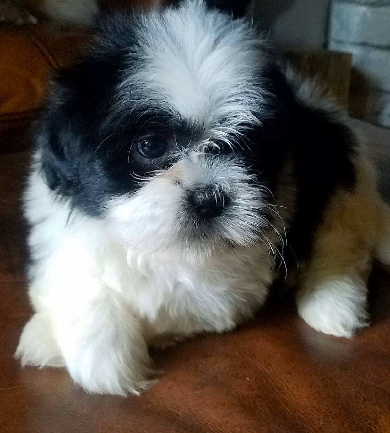 Niko joined the competition — help win amazing prizes! canidae, carnivore, chinese_imperial_dog, companion_dog, dog, dog_breed, kyi_leo, lhasa_apso, lowchen, mal_shi, maltepoo, mammal, morkie, pekapoo, puppy, puppy_love, shih_poo, shih_tzu, snout, vertebrate