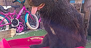 Vaia participe au concours pour gagner de l'argent avec cette photo : dog, black_dog, sled, pink_sled, bicycle, children_bicycle, outdoor, artificial_turf, sunlight, fence, wooden_fence, tongue_out, pet, animal, playful, summer, backyard, grass, shade, resting