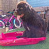 dog, black_dog, sled, pink_sled, bicycle, children_bicycle, outdoor, artificial_turf, sunlight, fence, wooden_fence, tongue_out, pet, animal, playful, summer, backyard, grass, shade, resting