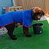 Vaia participe au concours pour gagner de l'argent avec cette photo : dog, blue_coat, water_drip, black_bucket, artificial_turf, garden, potted_flowers, sunlight, wooden_fence, bench, outdoor, pet, canine, brown_fur, wet_dog, backyard, summer, playing, animal, leisure