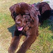 Vaia participe au concours pour gagner de l'argent avec cette photo : dog, brown_dog, grass, leash, sunny, outdoor, pet, canine, resting, tongue_out, happy, bench, people, summer, nature, animal, fence, walking, daytime, park