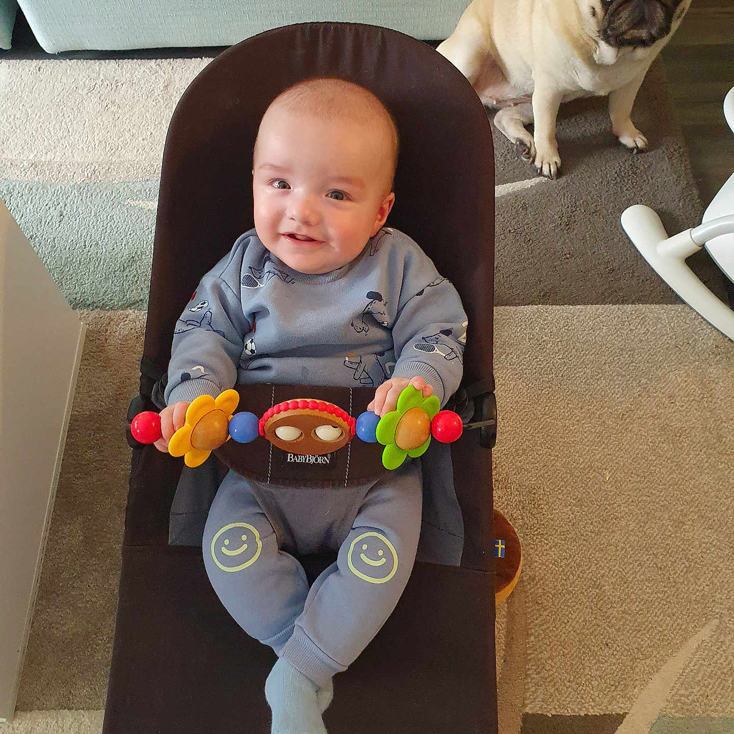 Nicholas is registered to the contest to win money with this photo: animal, baby, bulldog, canine, clothing, couch, dog, face, frenchbulldog, furniture, head, hosiery, person, pet, photography, portrait, pug, puppy, sock, toy