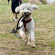 Viviane participe au concours pour gagner de l'argent avec cette photo : dog, white_dog, running, leash, red_harness, grass, outdoor, person, blurred_background, field, nature, playful, pet, canine, happy, walking, summer, daytime, park, water