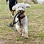 dog, white_dog, running, leash, red_harness, grass, outdoor, person, blurred_background, field, nature, playful, pet, canine, happy, walking, summer, daytime, park, water