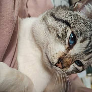 Fleby a rejoint le concours — aidez-le/la à gagner de superbes lots ! cat, feline, blue_eyes, whiskers, close_up, portrait, tabby, white_fur, pink_nose, paw, bedding, blanket, cozy, indoor, pet, ear, fur, snout, relaxed, domestic_cat